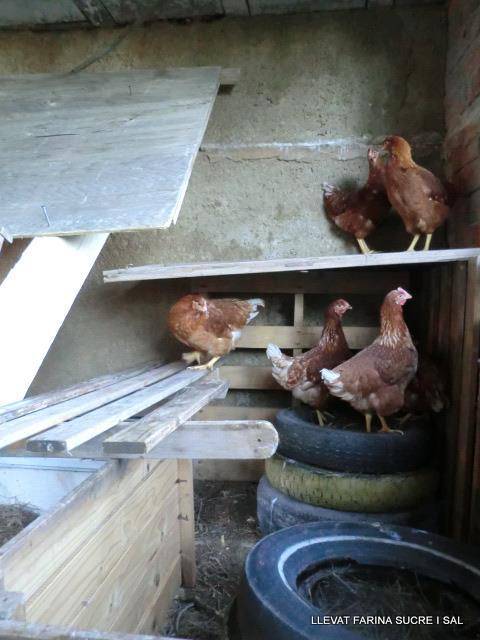 29572_470933936278357_131483236_n