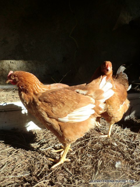 577841_470934349611649_31753274_n